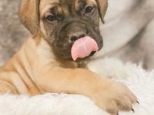 Puppies for sale bullmastiff - Netherlands, Dordrecht. Price 10 €