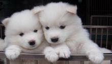 Puppies for sale samoyed dog (samoyed) - Sweden, Vesteros