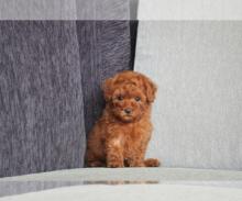 Puppies for sale miniature poodle - Germany, Magdeburg