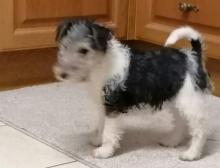 Puppies for sale fokxterer - Ireland, Cork. Price 10 €