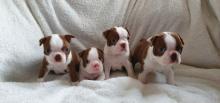 Puppies for sale boston terrier - Ireland, Cork. Price 11 €