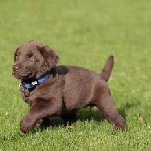 Puppies for sale labrador - Ireland, Dublin. Price 10 €