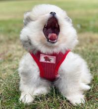 Puppies for sale pomeranian spitz - Czech Republic, Cheb