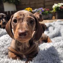 Puppies for sale dachshund - Germany, Essen