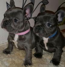 Puppies for sale french bulldog - Ireland, Cork