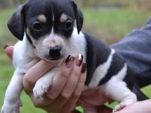 Puppies for sale jack russell terrier - Belgium, Gant. Price 11 €