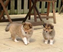 Puppies for sale collie - Sweden, Stockholm. Price 11 €