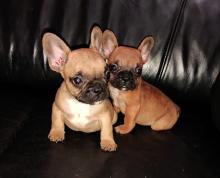 Puppies for sale french bulldog - Malta, Valletta