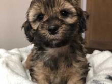Puppies for sale other breed, maltipoo - Bulgaria, Stara Zagora. Price 11 €