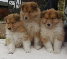 Puppies for sale collie - Ireland, Cork. Price 10 €
