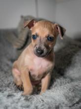 Puppies for sale italian greyhound - Greece, Athens