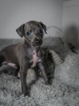 Puppies for sale italian greyhound - Austria, Graz