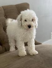 Puppies for sale poodle - Slovakia, Jihlava