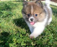 Puppies for sale pomeranian spitz - Kazakhstan, Kyzylorda