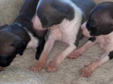 Puppies for sale italian greyhound - Czech Republic, Plzen. Price 10 €