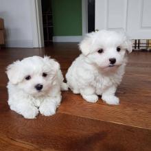 Puppies for sale bichon - Germany, Brandenburg