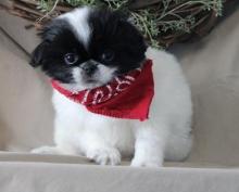 Puppies for sale japanese hin - Ireland, Cork. Price 10 €