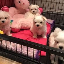 Puppies for sale maltese - Germany, Halle