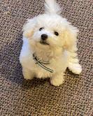 Puppies for sale bichon - Finland, Tampere