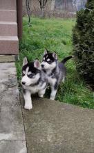 Puppies for sale haski - Hungary, KecskemГ©t