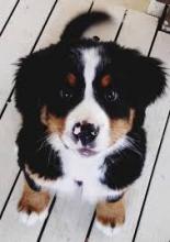 Puppies for sale berne hound - Italy, Naples