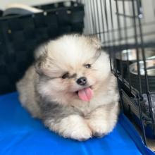 Puppies for sale pomeranian spitz - Italy, Palermo