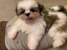 Puppies for sale shih tzu - Italy, Genoa
