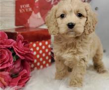 Puppies for sale , cockapoo - Hungary, KecskemГ©t