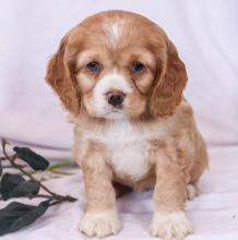 Puppies for sale cocker spaniel - Latvia, Gulbene