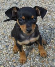 Puppies for sale miniature pinscher - Italy, Bolzano