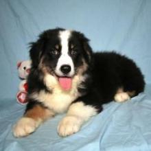 Puppies for sale australian shepherd - Ireland, Dublin