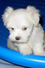 Puppies for sale maltese - Germany, Brandenburg