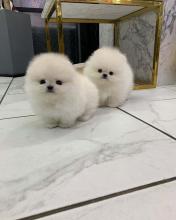 Dogs free pomeranian spitz - Sweden, Mutal