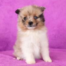 Puppies for sale pomeranian spitz - Poland, Tyczyn