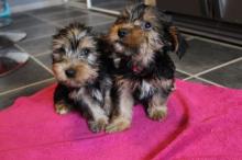 Puppies for sale yorkshire terrier - Moldova, Chisinau
