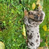 Puppies for sale dachshund - United Kingdom, Colchester