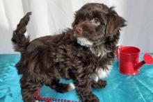 Puppies for sale , havapoo - Belarus, Grodno