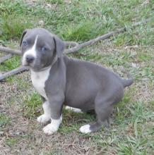 Puppies for sale american staffordshire terrier - Cyprus, Limassol