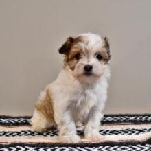 Puppies for sale , maltipoo - Belarus, Grodno