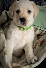 Puppies for sale labrador - Malta, Valletta. Price 10 €