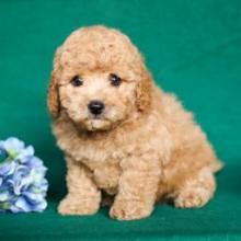 Puppies for sale miniature poodle - United Kingdom, Colchester