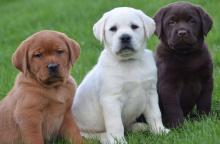 Puppies for sale labrador retriever - Poland, Jani