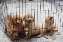 Puppies for sale labrador - Latvia, Riga