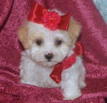 Puppies for sale , maltipoo - Slovenia, Zagreb. Price 11 €