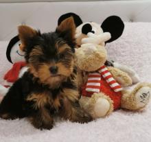 Puppies for sale yorkshire terrier - Slovakia, Brno. Price 10 €
