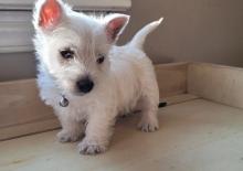 Puppies for sale west highland white terrier - Denmark, Kopenagen. Price 11 €