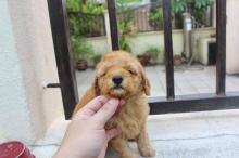 Puppies for sale toy-poodle - Greece, Thessaloniki