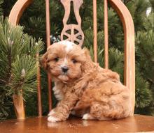 Puppies for sale mixed breed - United Kingdom, Chesterfield