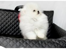 Puppies for sale pomeranian spitz - Austria, Graz. Price 12 €