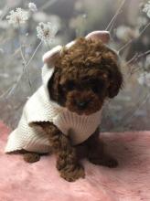 Puppies for sale toy-poodle - Netherlands, Leiden